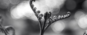 Preview wallpaper fern, plant, bw, sprout, stem