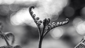 Preview wallpaper fern, plant, bw, sprout, stem