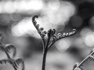 Preview wallpaper fern, plant, bw, sprout, stem