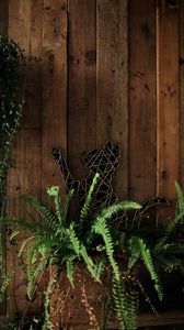 Preview wallpaper fern, plant, cat, wooden