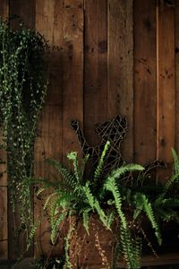 Preview wallpaper fern, plant, cat, wooden