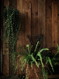 Preview wallpaper fern, plant, cat, wooden