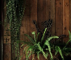 Preview wallpaper fern, plant, cat, wooden