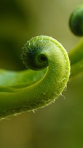 Preview wallpaper fern, plant, close-up