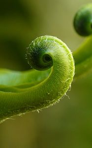 Preview wallpaper fern, plant, close-up