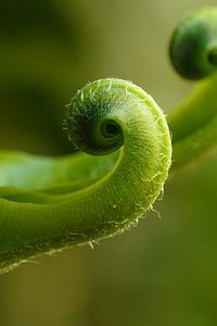 Preview wallpaper fern, plant, close-up