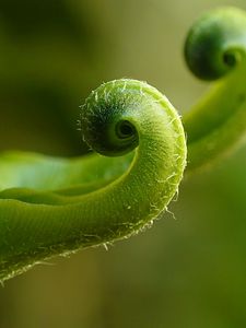 Preview wallpaper fern, plant, close-up