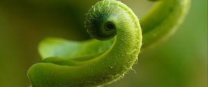 Preview wallpaper fern, plant, close-up