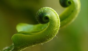 Preview wallpaper fern, plant, close-up