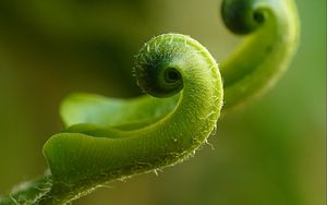 Preview wallpaper fern, plant, close-up