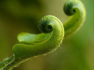 Preview wallpaper fern, plant, close-up