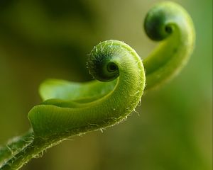 Preview wallpaper fern, plant, close-up