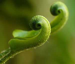 Preview wallpaper fern, plant, close-up