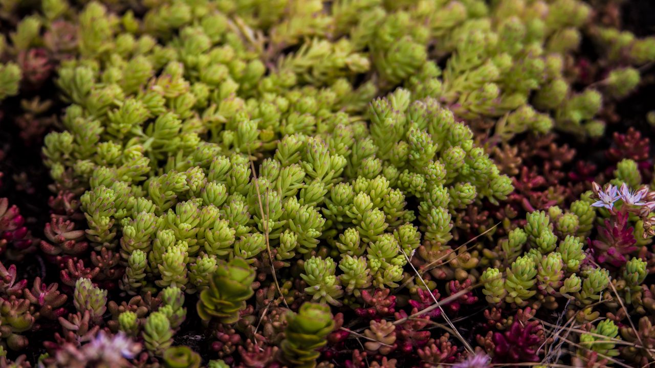 Wallpaper fern, plant, cultivation