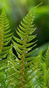 Preview wallpaper fern, plant, drops, macro, green