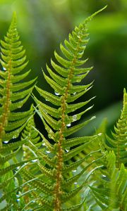 Preview wallpaper fern, plant, drops, macro, green
