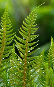 Preview wallpaper fern, plant, drops, macro, green