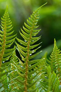 Preview wallpaper fern, plant, drops, macro, green