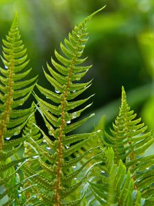 Preview wallpaper fern, plant, drops, macro, green