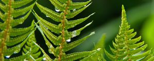 Preview wallpaper fern, plant, drops, macro, green