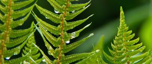 Preview wallpaper fern, plant, drops, macro, green