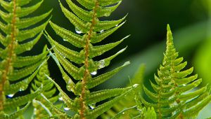 Preview wallpaper fern, plant, drops, macro, green