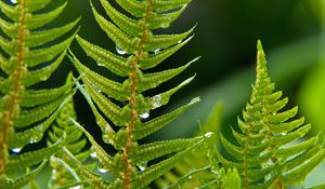 Preview wallpaper fern, plant, drops, macro, green
