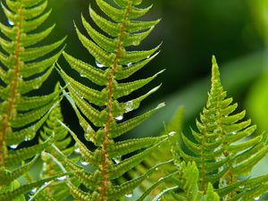 Preview wallpaper fern, plant, drops, macro, green