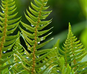 Preview wallpaper fern, plant, drops, macro, green