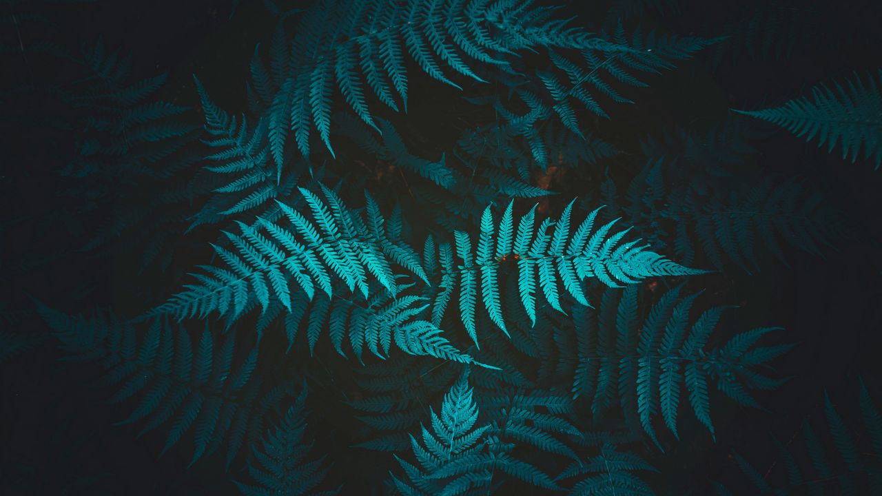 Wallpaper fern, plant, foliage