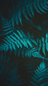 Ferns Photos Download The BEST Free Ferns Stock Photos  HD Images
