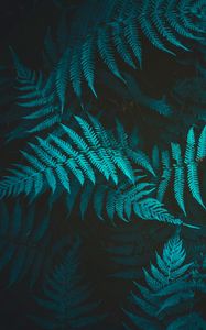 Preview wallpaper fern, plant, foliage