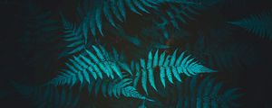 Preview wallpaper fern, plant, foliage