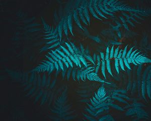 Preview wallpaper fern, plant, foliage