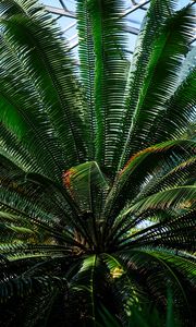 Preview wallpaper fern, plant, green, branches, leaves