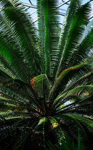 Preview wallpaper fern, plant, green, branches, leaves