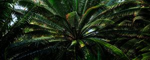 Preview wallpaper fern, plant, green, branches, leaves