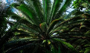 Preview wallpaper fern, plant, green, branches, leaves