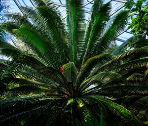 Preview wallpaper fern, plant, green, branches, leaves