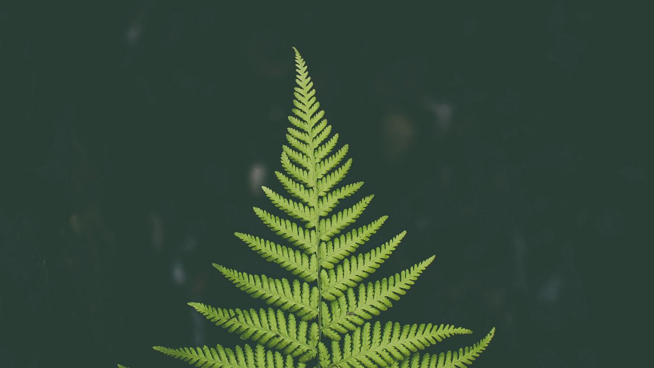Wallpaper fern, plant, green, leaf