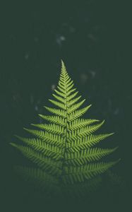 Preview wallpaper fern, plant, green, leaf