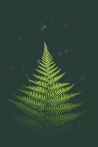 Preview wallpaper fern, plant, green, leaf