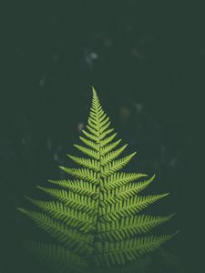 Preview wallpaper fern, plant, green, leaf