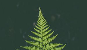 Preview wallpaper fern, plant, green, leaf