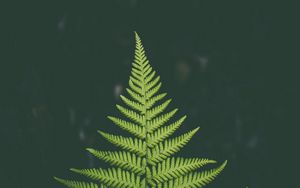 Preview wallpaper fern, plant, green, leaf