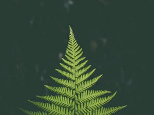 Preview wallpaper fern, plant, green, leaf