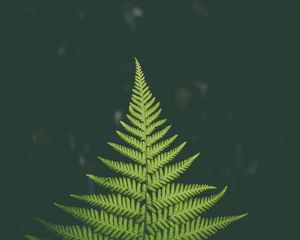 Preview wallpaper fern, plant, green, leaf