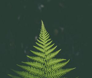 Preview wallpaper fern, plant, green, leaf