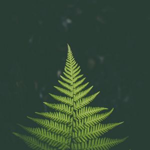 Preview wallpaper fern, plant, green, leaf