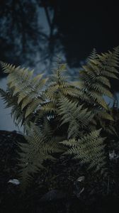 Preview wallpaper fern, plant, green, wild, nature